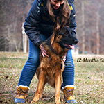 red and black german shepherd puppies for sale near me